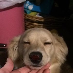 Meet your Posher, Raigan